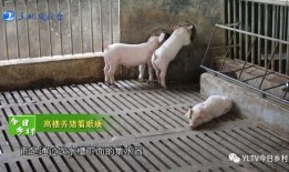 爆料养猪视频,视频曝光惊人养殖真相